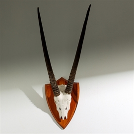 Oryx, opsats/gevir