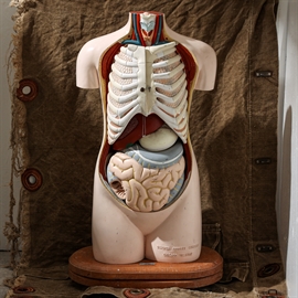 Anatomi, torso