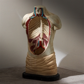 Anatomi, torso 